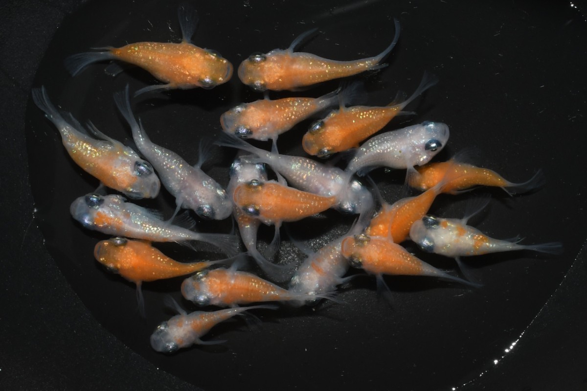 【恩めだか】ミニサイズ☆★王華ダルマめだか☆★画像全部19匹★☆王華ダルマメダカ