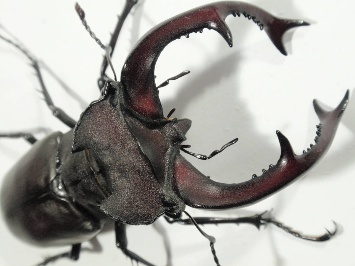 ◇◇ No.35 ユダイクス ミヤマ 新成虫 特大♂ 89.1mm ♀51.9mm ペア
