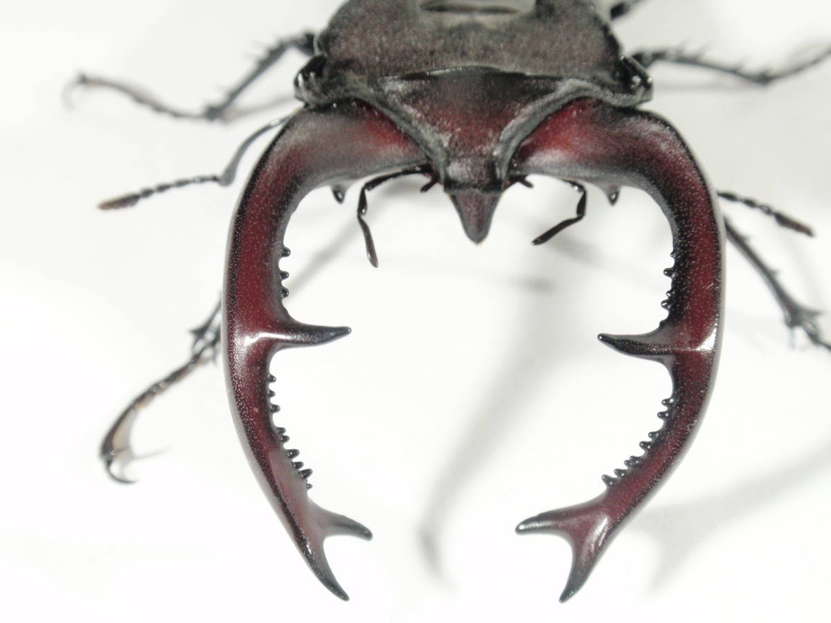◇◇ No.35 ユダイクス ミヤマ 新成虫 特大♂ 89.1mm ♀51.9mm ペア