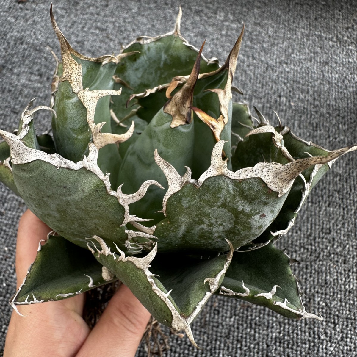 R016-59 特選 【数量限定】アガベ 多肉植物 ダルマ笹の雪 濃白株 極上