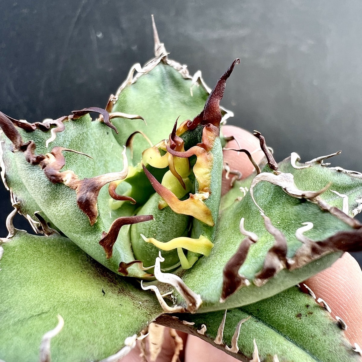 アガベ チタノタ シーザー 子株大