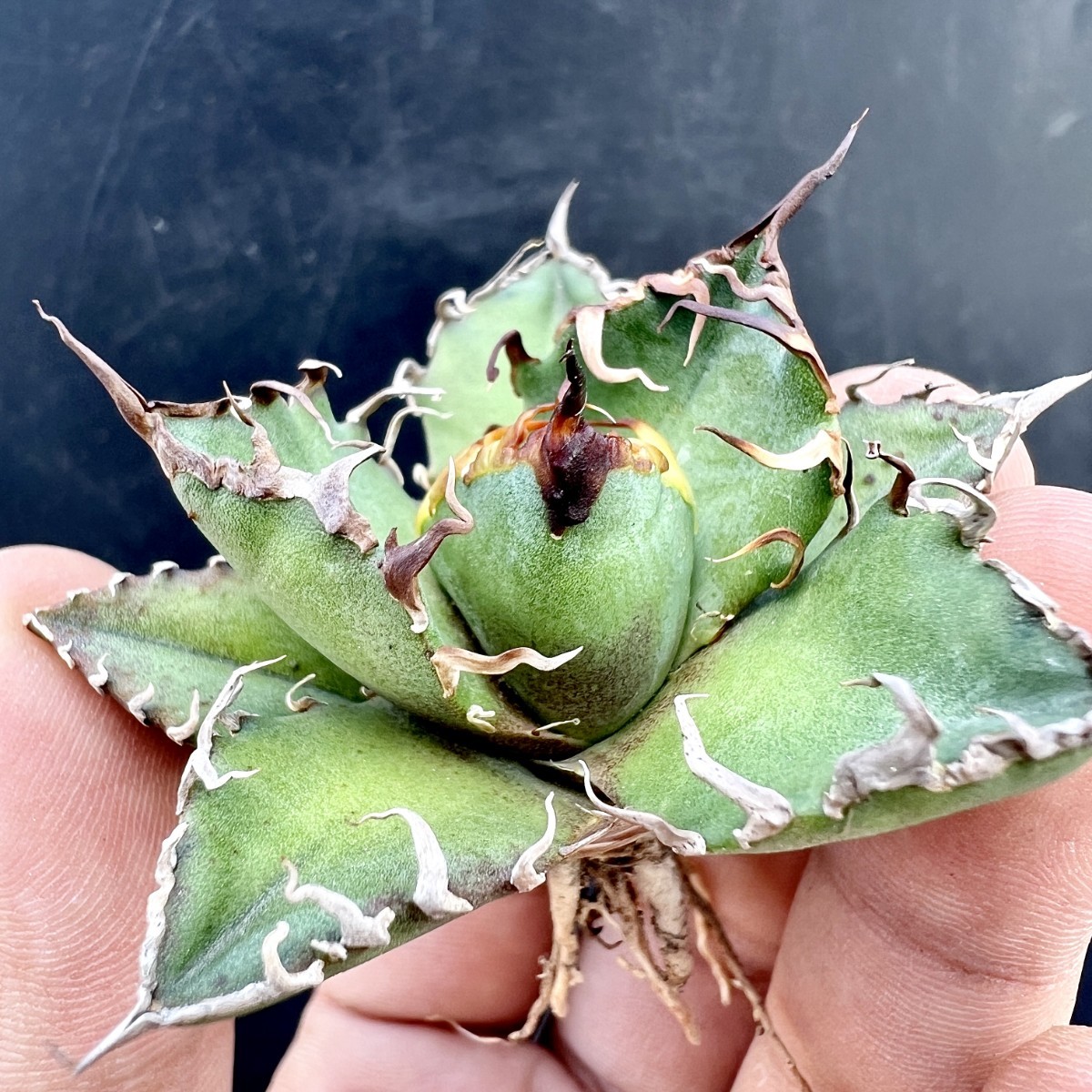 アガベ チタノタ シーザー 子株大