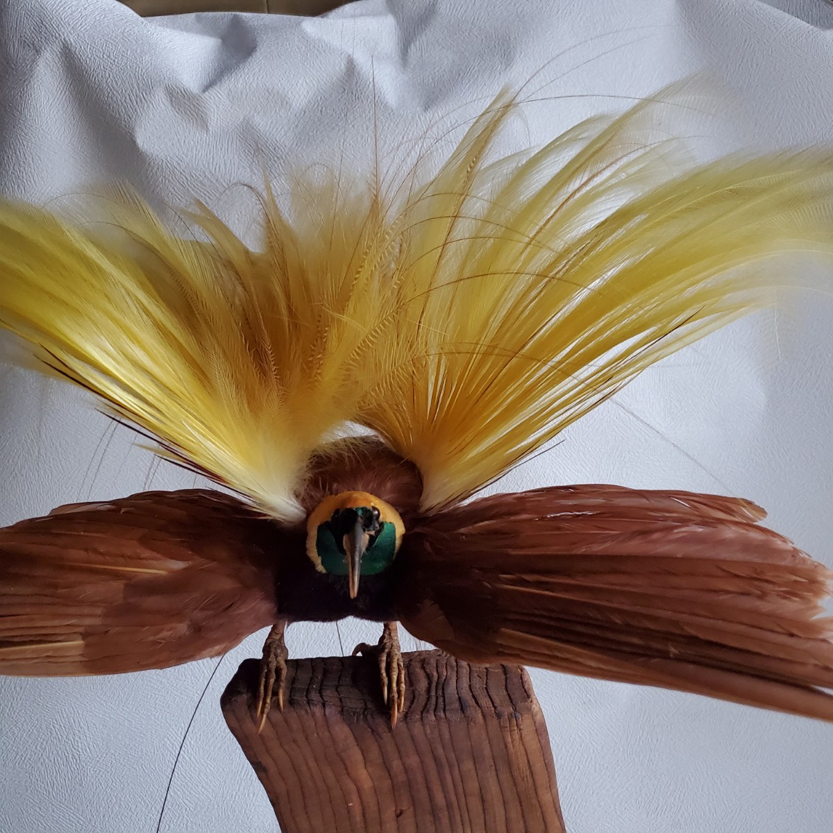 置物 鳥 極楽鳥 剥製 インテリア 鳥剥製 バード オブジェ ゴクラク