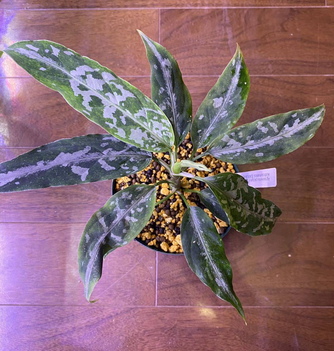 LA便　アグラオネマ　朧錦 LA便 Aglaonema pictum A “朧錦” Aceh Sumatera LA0616-5iアグラオネマ