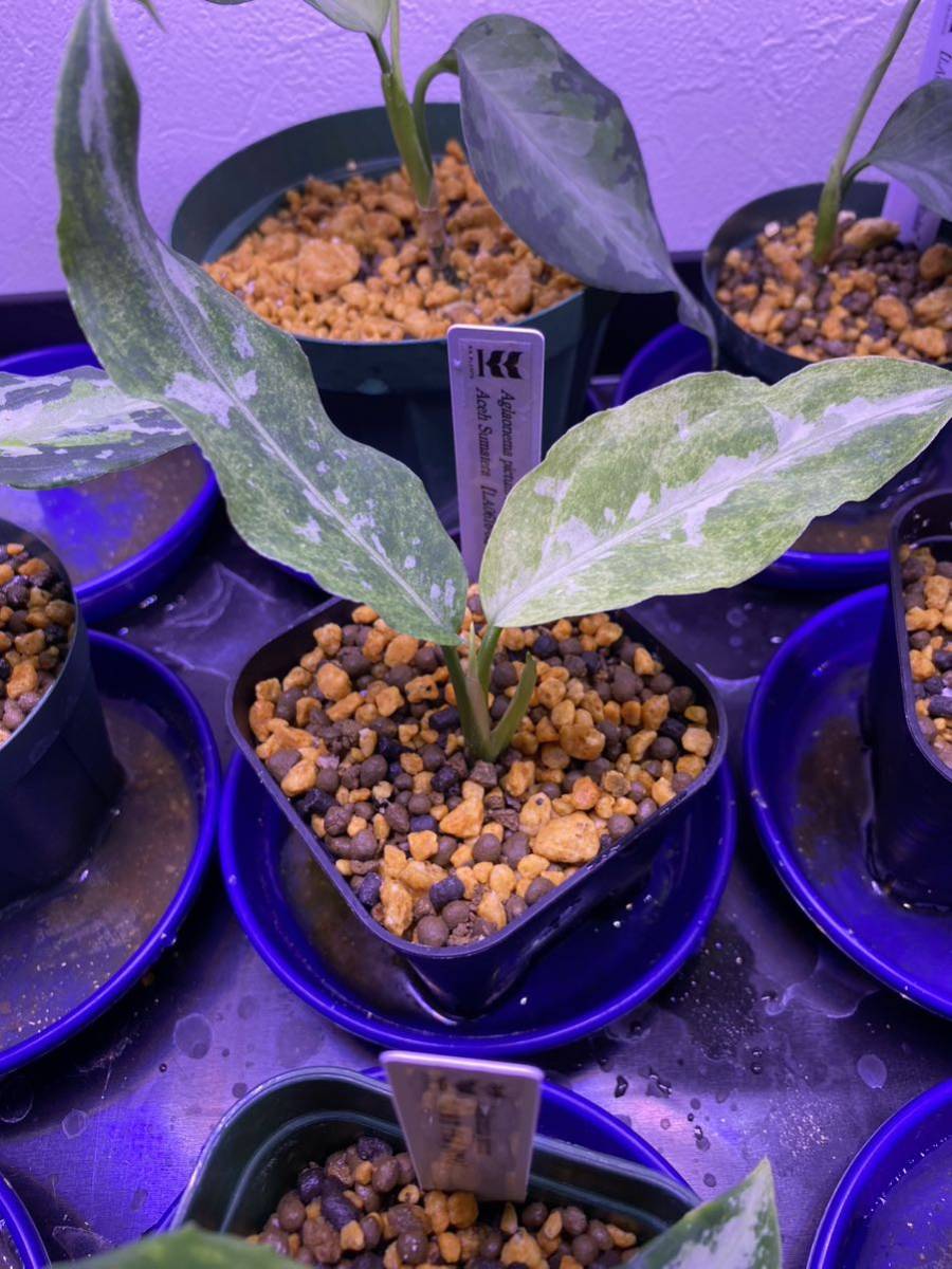 LA便 アグラオネマ 朧錦 LA便】 Aglaonema pictum A “朧錦” Aceh