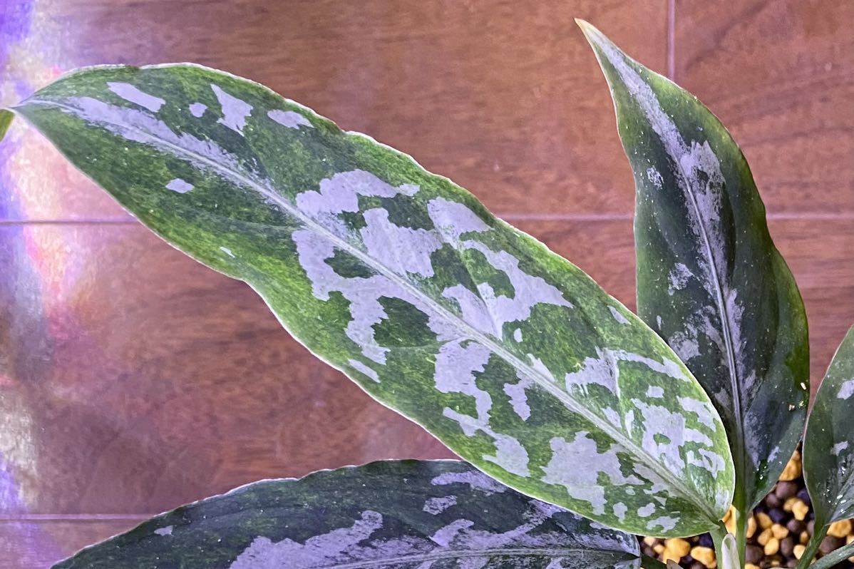 【LA便】 Aglaonema pictum A “朧錦” Aceh Sumatera 【LA0616-5i】アグラオネマ（用土、鉢、管理タグ付）