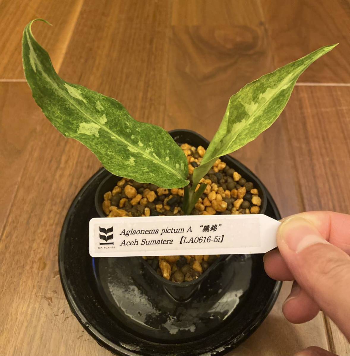 LA便 Aglaonema pictum A “朧錦” Aceh Sumatera LA0616-5iアグラオネマ