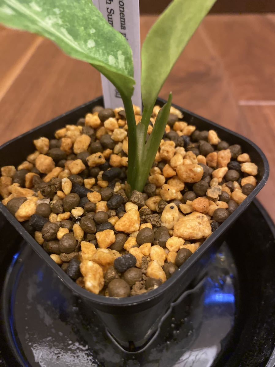 LA便 Aglaonema pictum A “朧錦” Aceh Sumatera LA0616-5iアグラオネマ