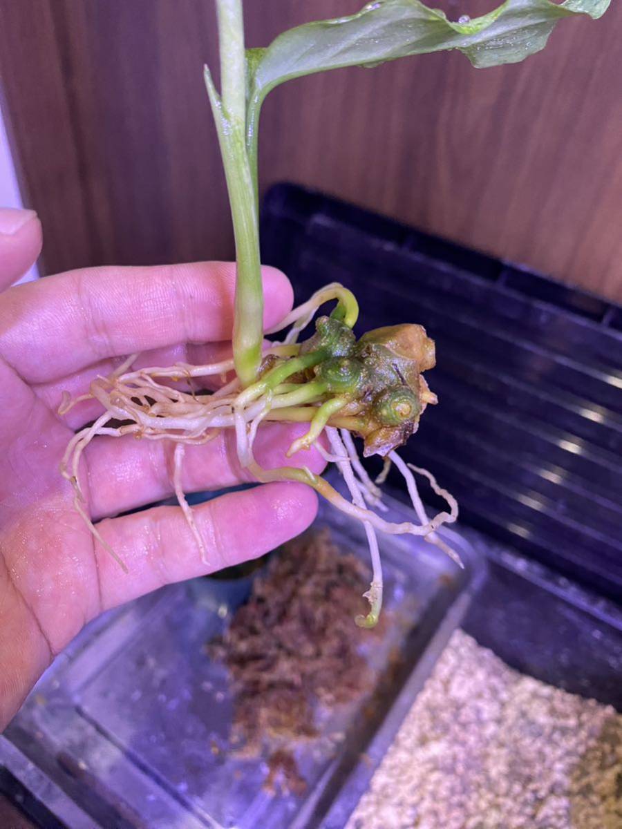 LA便 Aglaonema pictum A “朧錦” Aceh Sumatera LA0616-5iアグラオネマ