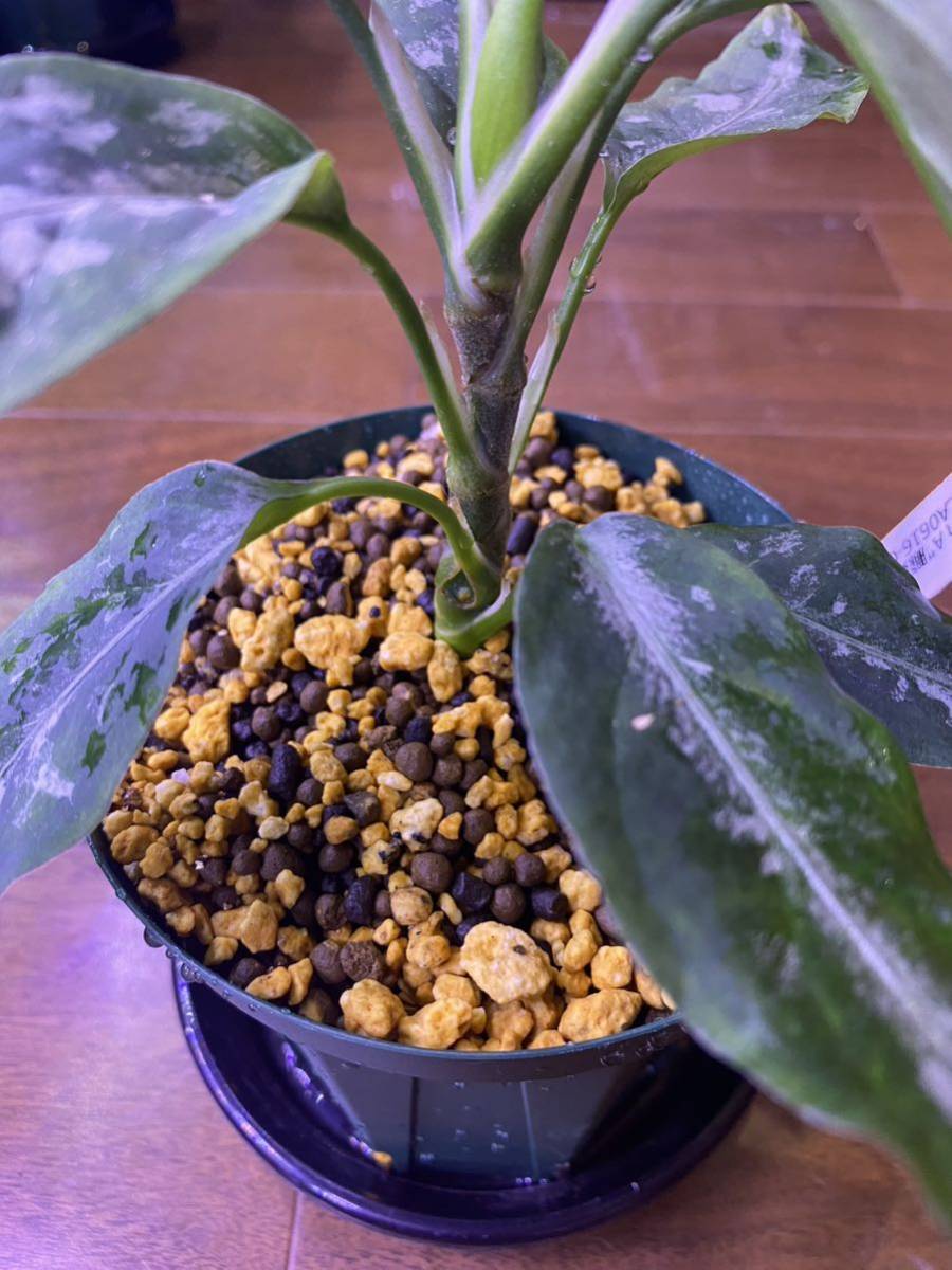 LA便 Aglaonema pictum A “朧錦” Aceh Sumatera LA0616-5iアグラオネマ