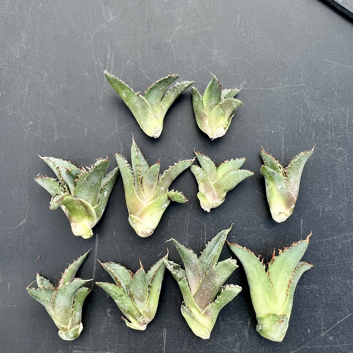 アガベ チタノタ | ユタエンシス ⁄Agave 白火焔 蟹 S1006-54 陽炎蕾形厚肉