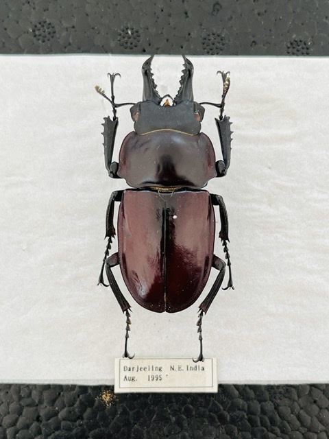 【標本】インド産 バラデバマルバネクワガタ♂62.8mm