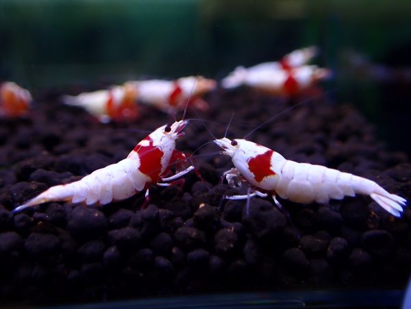 [即日発送対応！]モスラ4ペア計8匹＜レッドビー/雌4匹/1.2～1.5㎝/ハイクオリティ＞※複数落札で個体サービス！ビーズニーズ】