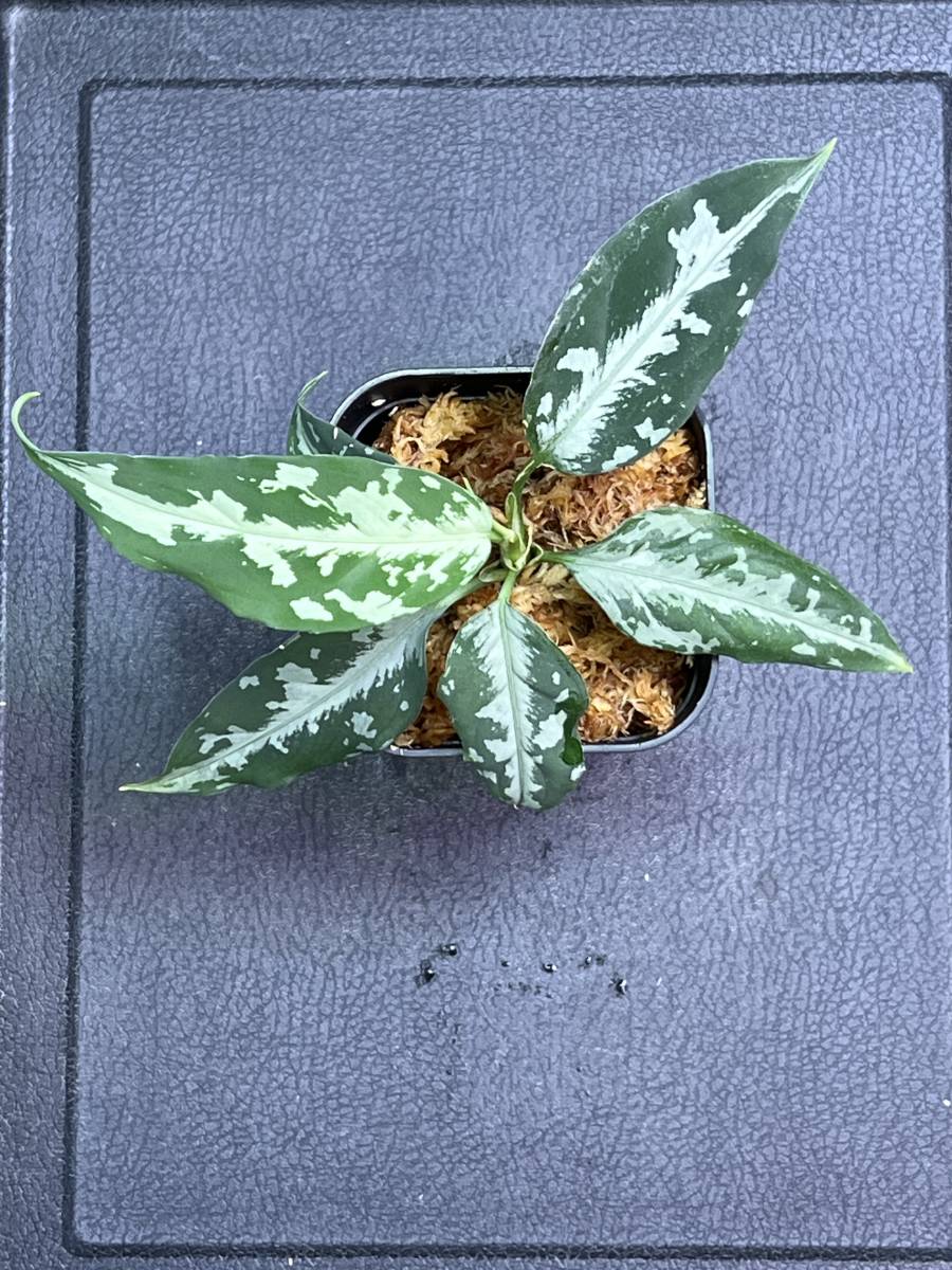 Aglaonema pictum Argentum"Whitealbum"【LA0514-03】