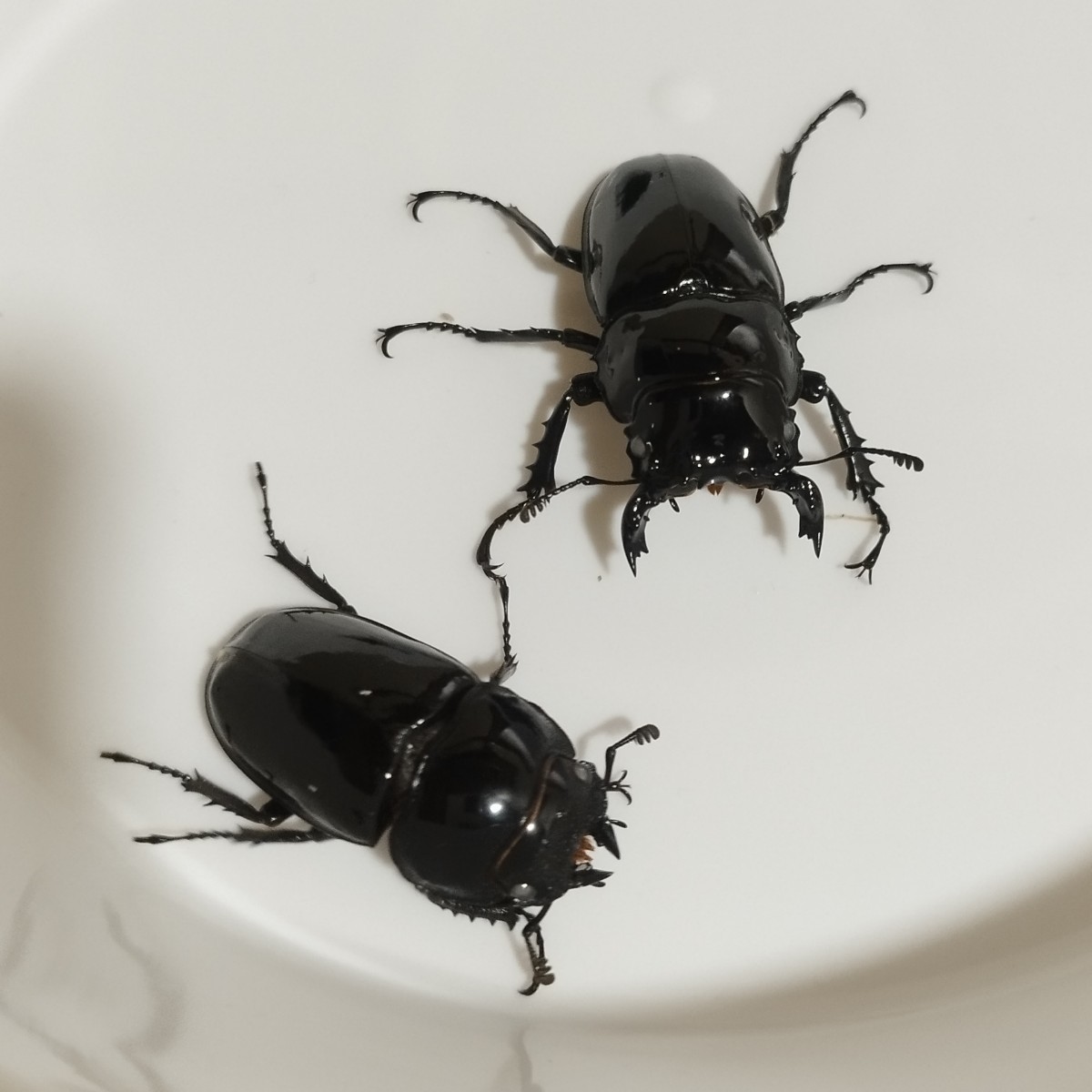 タランドゥスオオツヤクワガタ | ペア タランドゥスオオツヤクワガタ