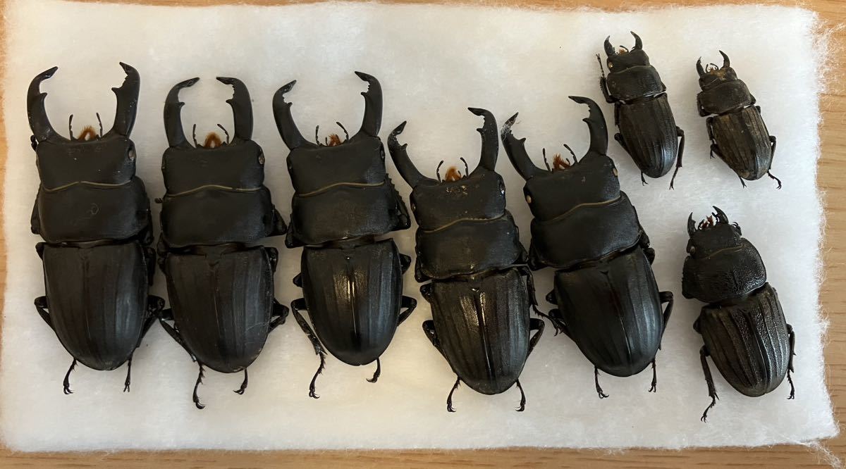 WDスジブトヒラタクワガタ7♂1♀セット 標本(国産)｜売買された