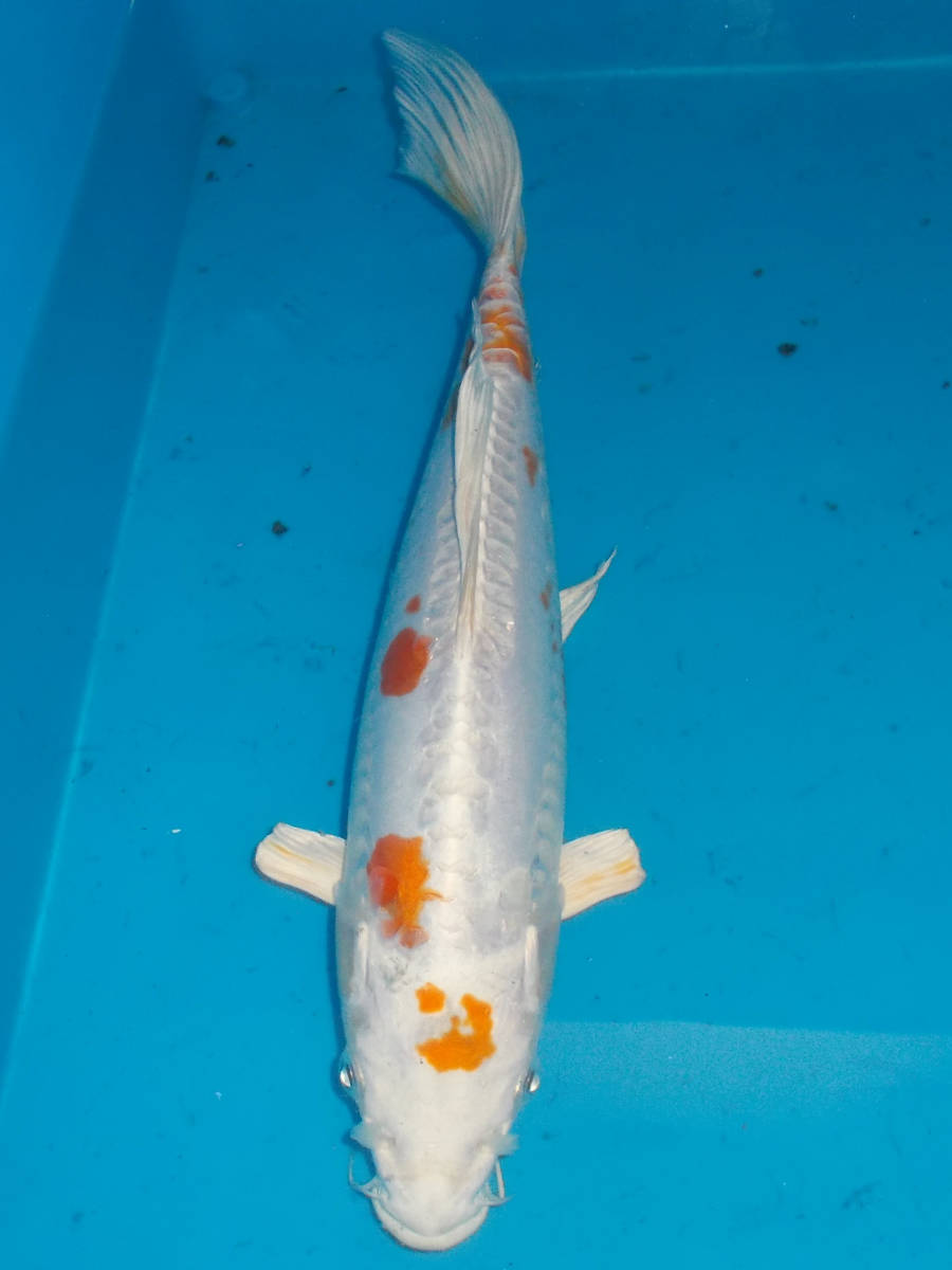 【紀州鯉くらぶ】特上　モダン　ドイツ　張り分け　ヒレナガ　35cm　珍しい鱗目の鯉！