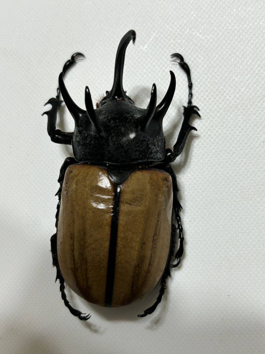 ゴホンヅノカブトムシ　初令幼虫　7匹