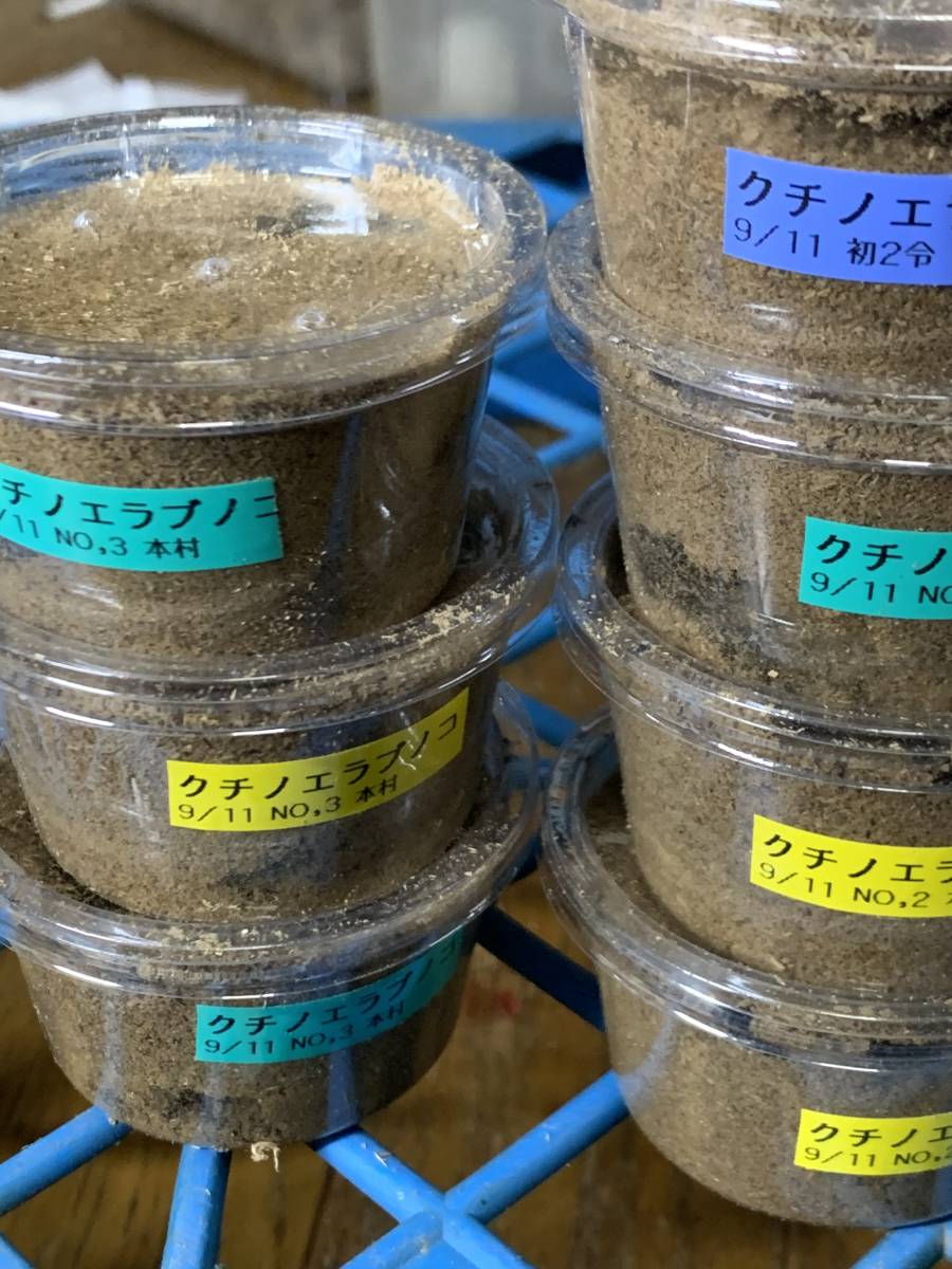 ★口永良部ノコギリクワガタ幼虫★８頭＋保障２頭★計１０頭★【虹王】