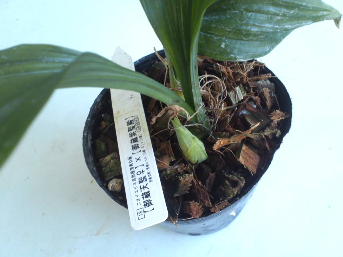 山野草 えびね 「御蔵島産ニオイエビネ同士の交配苗」エビネ 山野草 えびね 「御蔵島産ニオイエビネ同士の交配苗」エビネ
