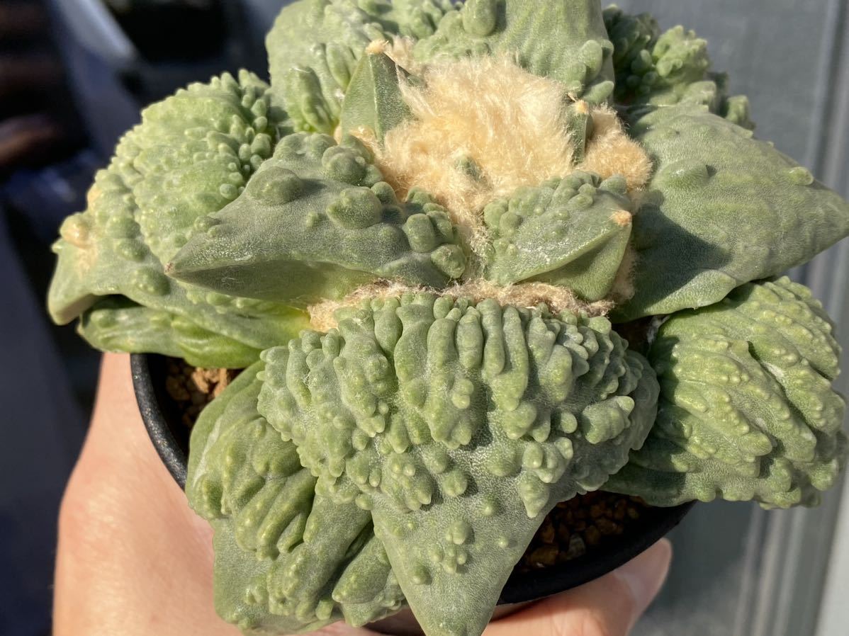 実生　花牡丹モンスト　カリフラワー　アリオカルプス　サボテン　検）竜角牡丹　青磁牡丹