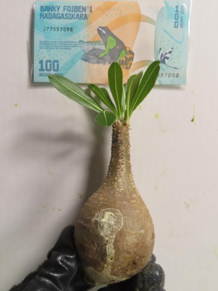 ウ4040 「塊根植物」パキポディウム グラキリス SS 抜き苗【購入でマダガスカル紙幣プレゼント！・gracilius・根切り画像要確認】