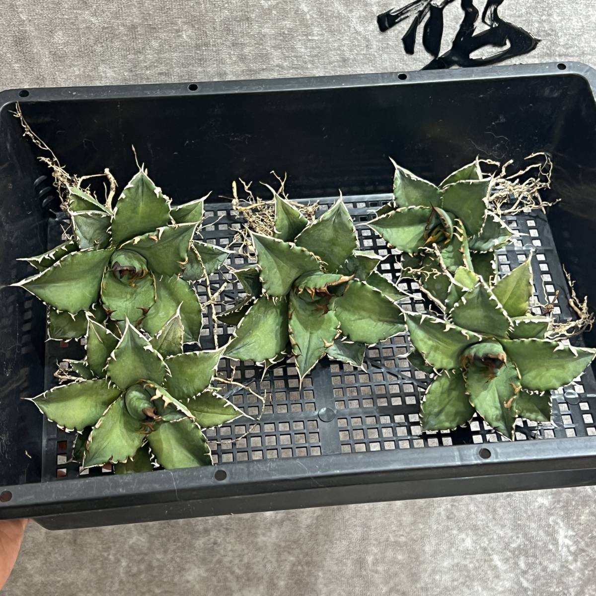 龍園觀】①No.32 特選 アガベ 多肉植物 チタノタ 海王 強棘 極上株 激
