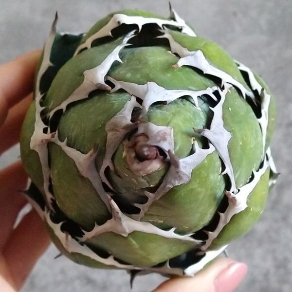 F858極上SS級！特選強棘 【IR2045】SS級強棘ボールタイプ！【特選強