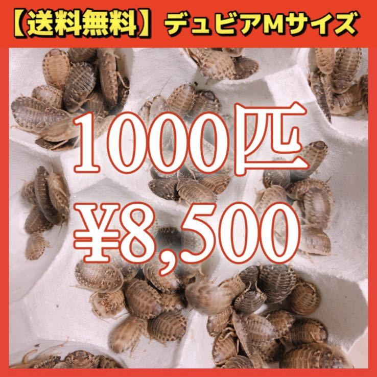 【デュビアM】1000匹＊送料無料！スピード配送！