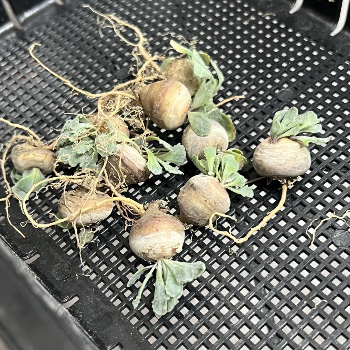 塊根植物・コーデックス Kawasakiz1 コーデックス（塊根植物