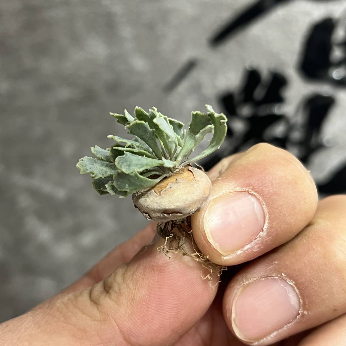 塊根植物・コーデックス Kawasakiz1 コーデックス（塊根植物