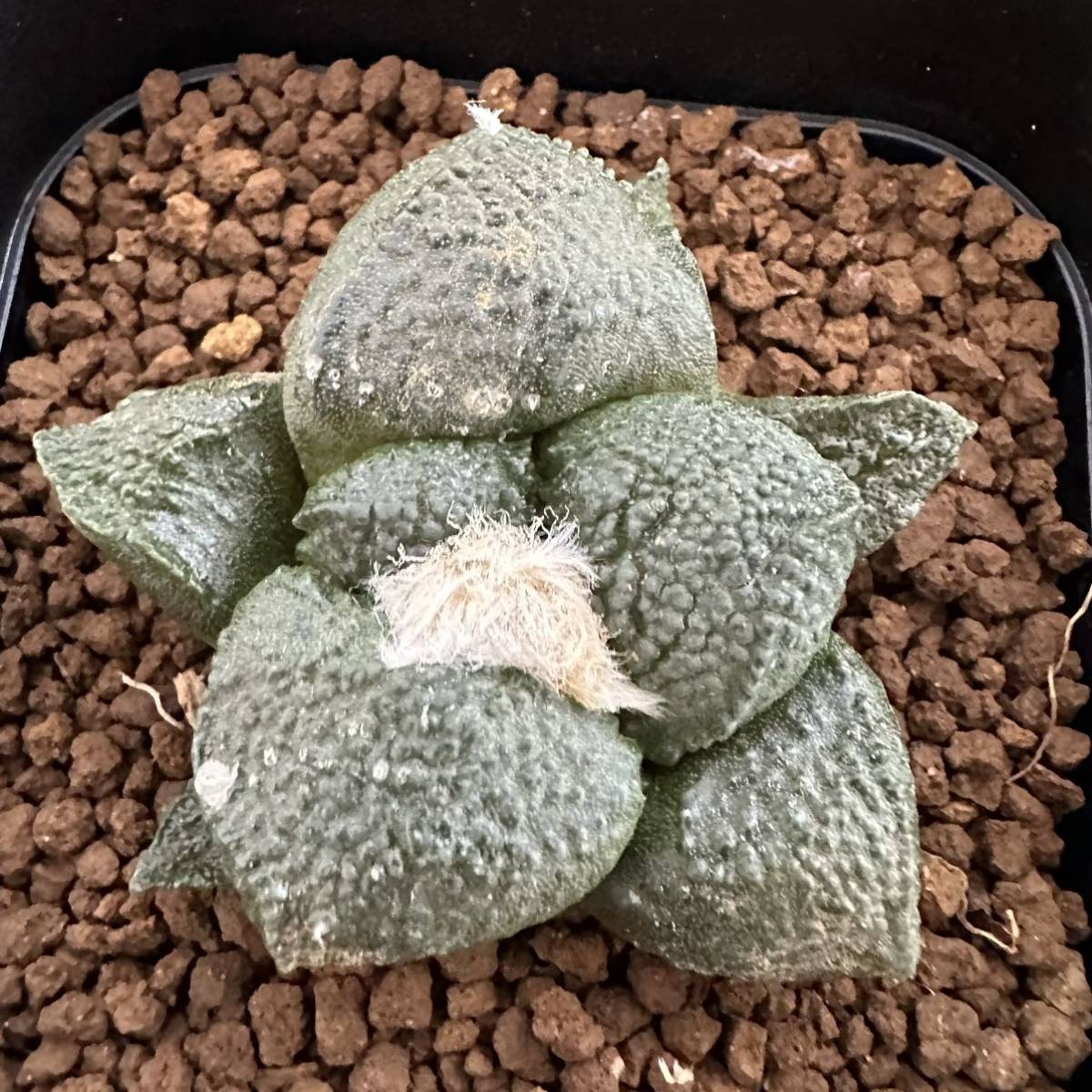 【超激得，正規品】 サボテン 多肉植物 825 アリオカルプス 大疣連山 実生 Ariocarpus fissuratus v.latus seedling(サボテン)｜売買されたオークション情報、yahooの商品情報をアーカイブ公開 - オークファン サボテン