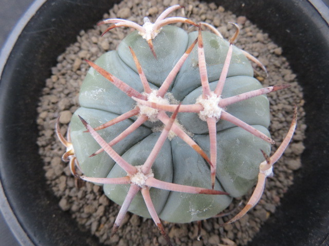 <サボテン・多肉植物> 花王丸