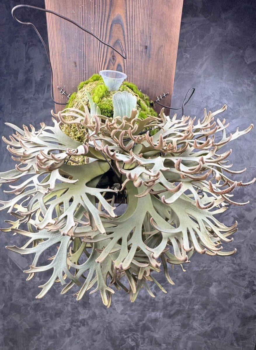 P. willinckii 'Jenny' ジェニー TC苗 from Yuan's Space of Flowers C