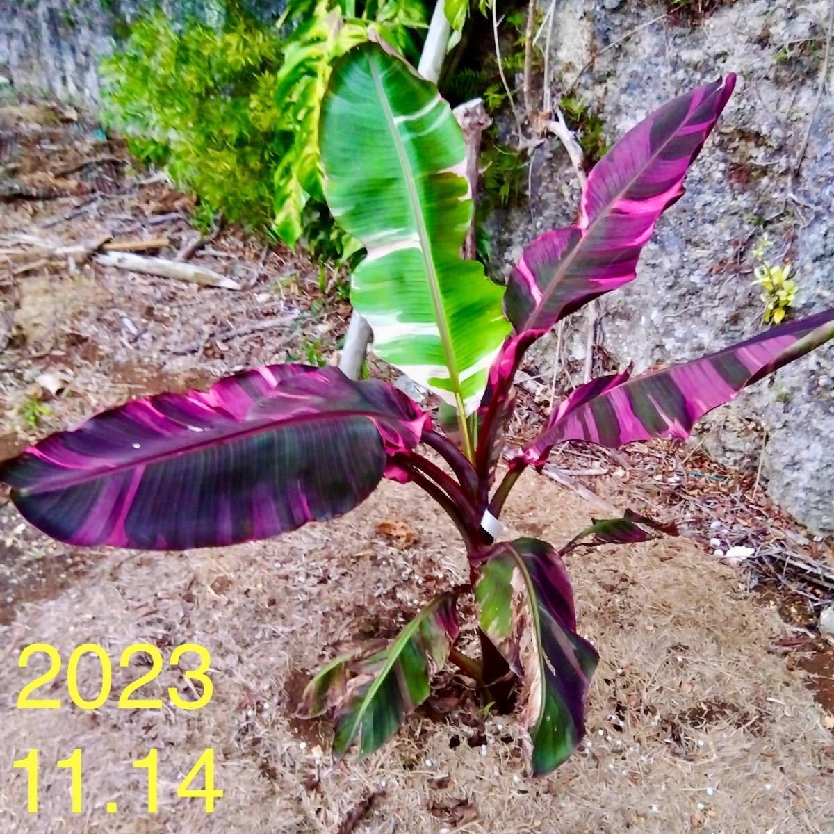 斑入りバナナ ムサノノ(ピンク)Musa nono pink variegata Musa Pink