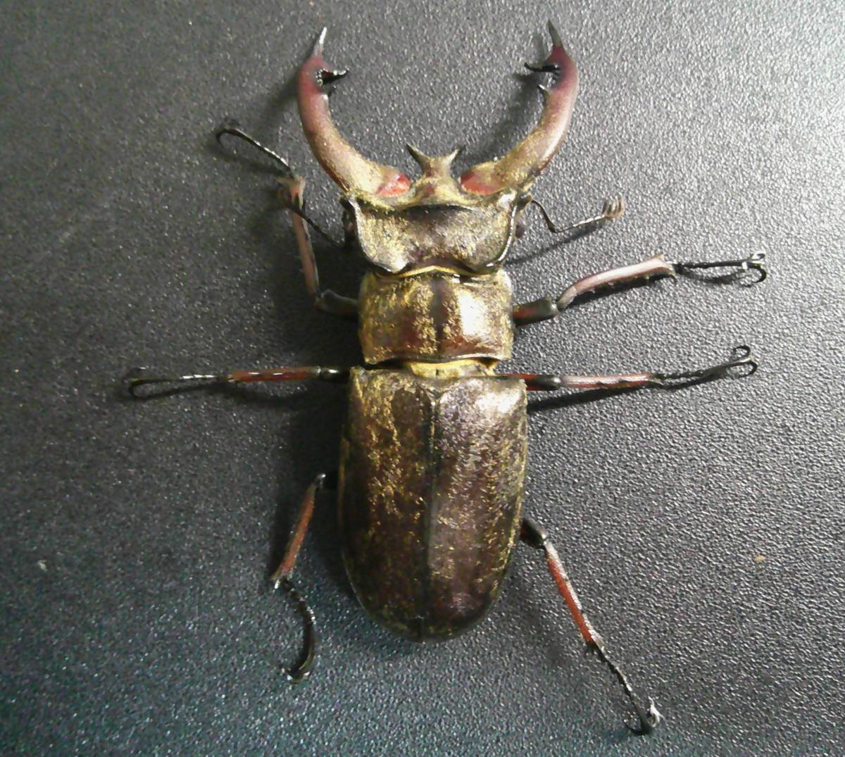 ルニフェルミヤマCBF2♂単品