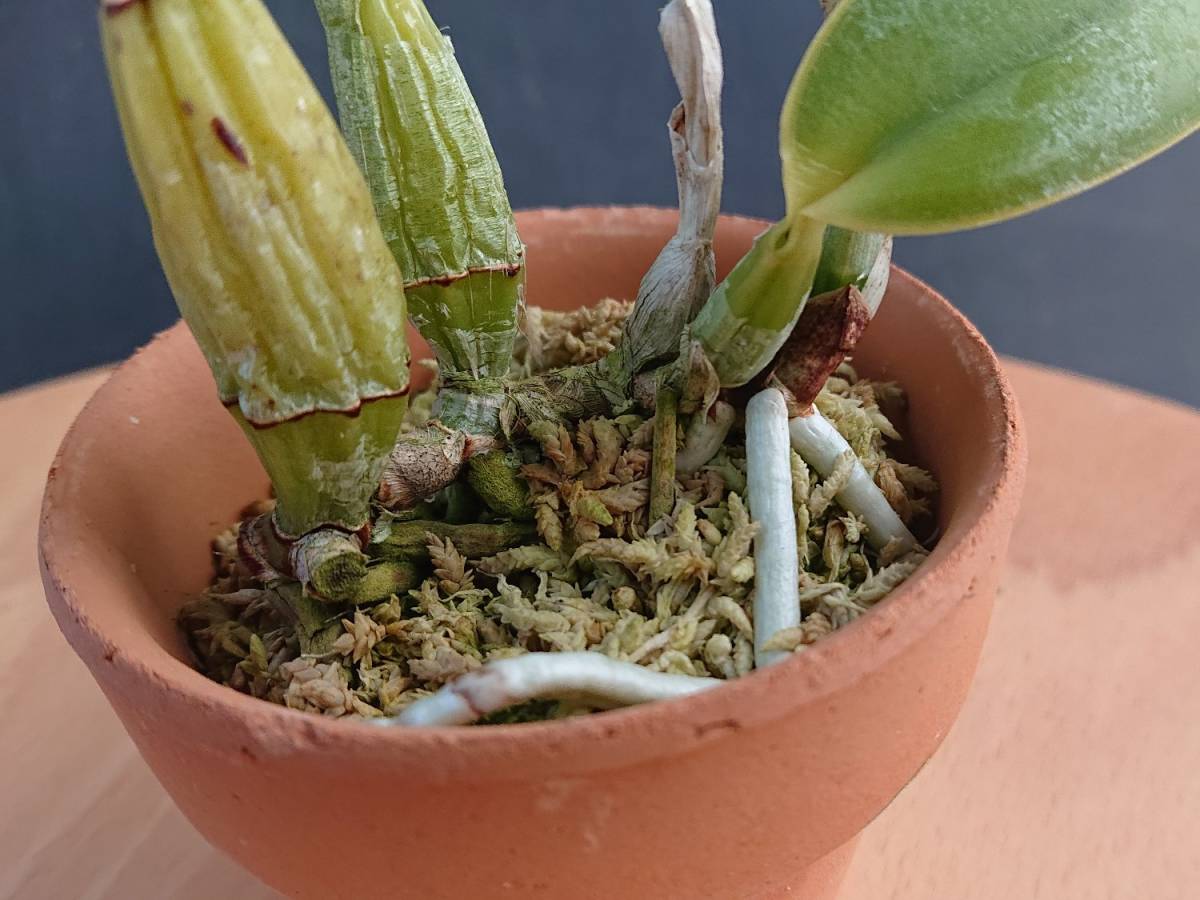 豪華3点セット　洋蘭原種　パルダリウム 洋蘭 カトレア 原種 walkeriana 洋ラン - ワルケリアナ marmorata