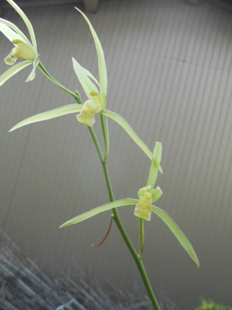 寒蘭　　蘭舎整理品　　素心花