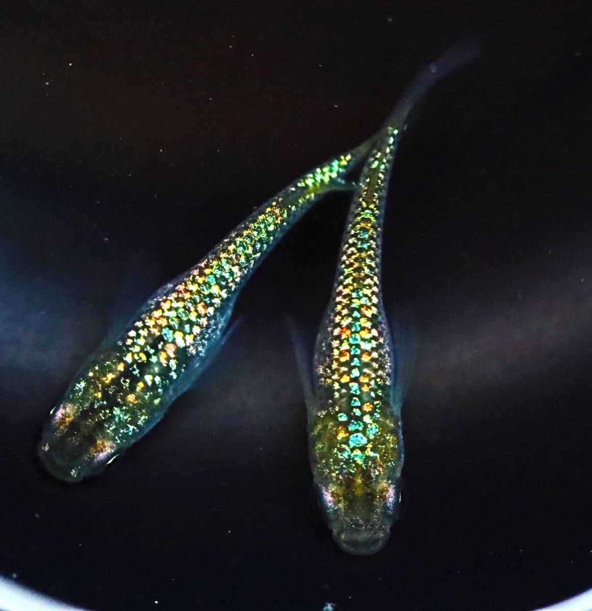 丸長メダカ F19【 NEW！ 金平糖ゴールド18K×ネプチューン（黄金タイプ）　種親クラス 】2匹！ メス 1匹、オス 1匹！ めだか 現物出品！