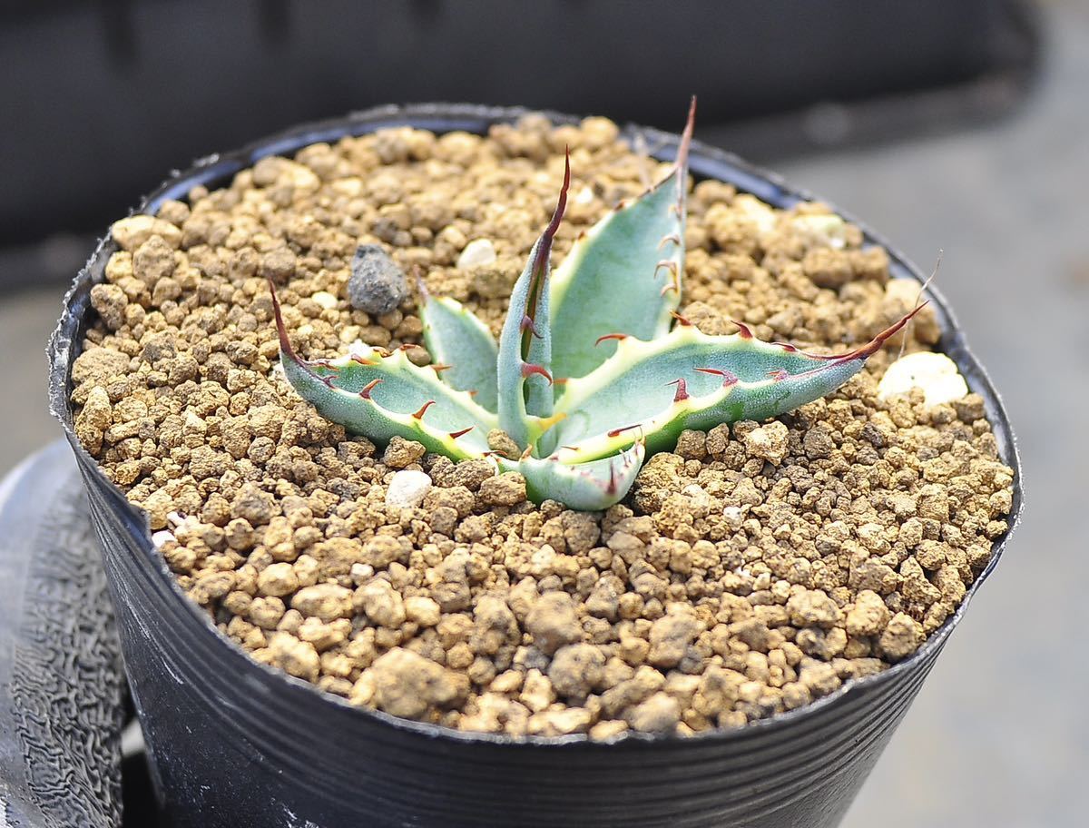 アガベ サルミアナフェロックス錦 大株 （アガベ サルミアナ フェ  