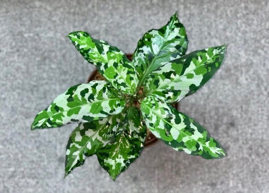 Jタソ】Aglaonema pictum アンダマン ポートブレア 北部地域産