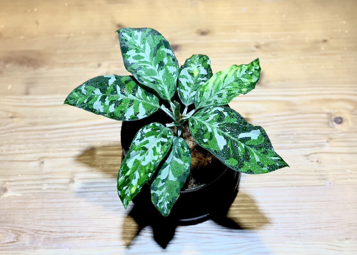 【ID便】 アグラオネマ アンダマン ポートブレア北部地域産 Jタソ】Aglaonema pictum アンダマン ポートブレア 北部地域産