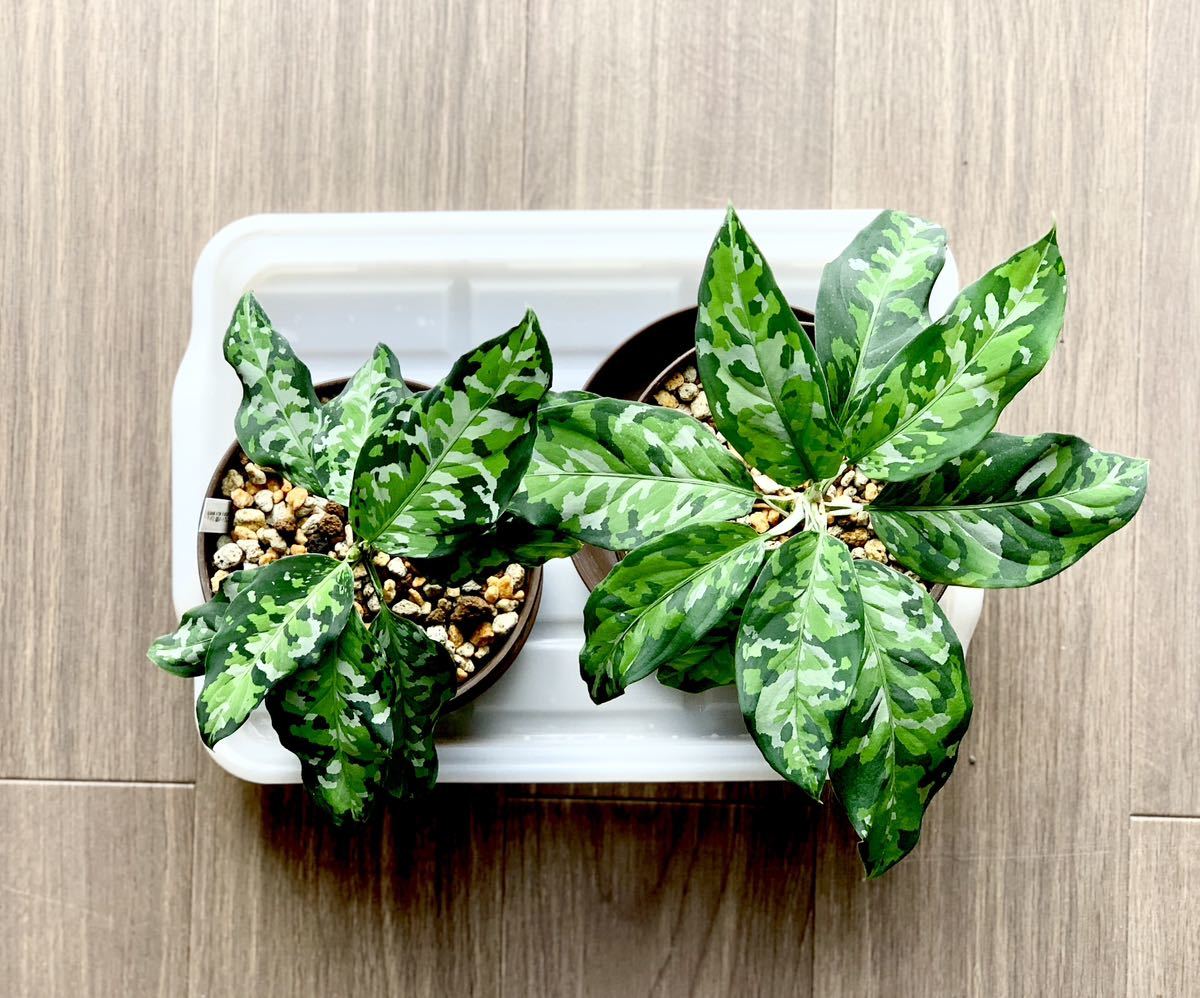 Jタソ】Aglaonema pictum アンダマン ポートブレア 北部地域産
