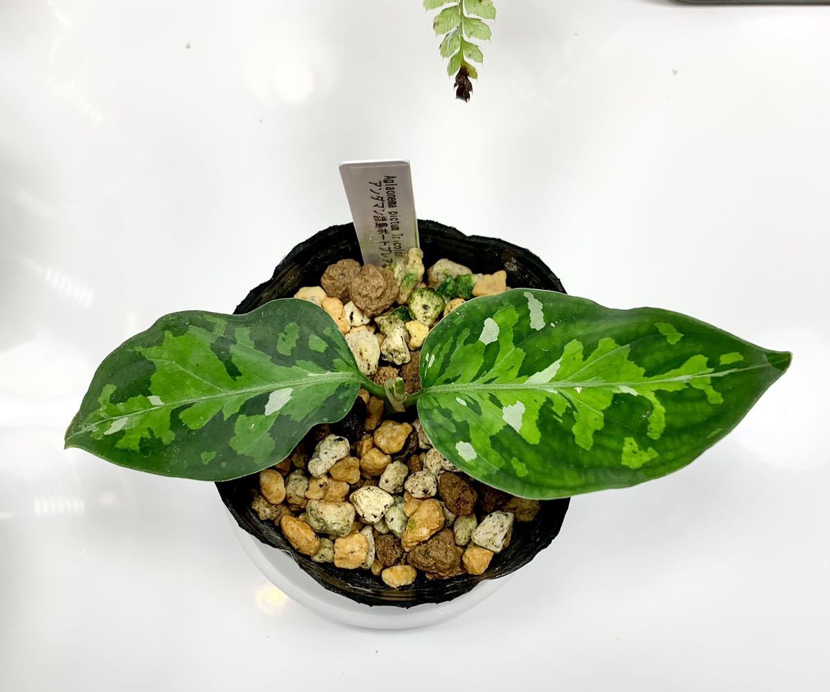 Jタソ】Aglaonema pictum アンダマン ポートブレア 北部地域産