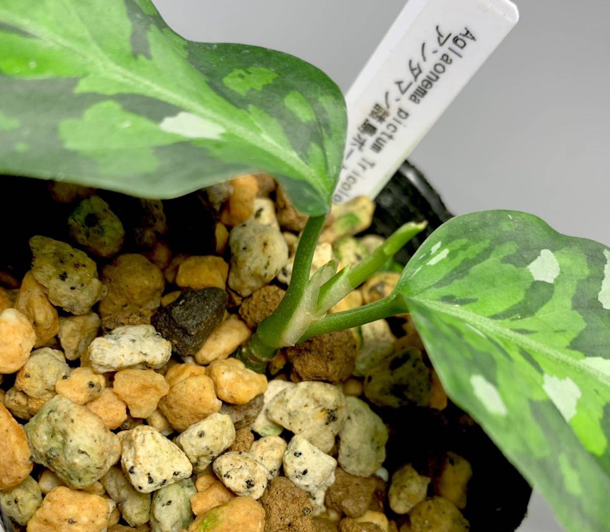 Jタソ】Aglaonema pictum アンダマン ポートブレア 北部地域産