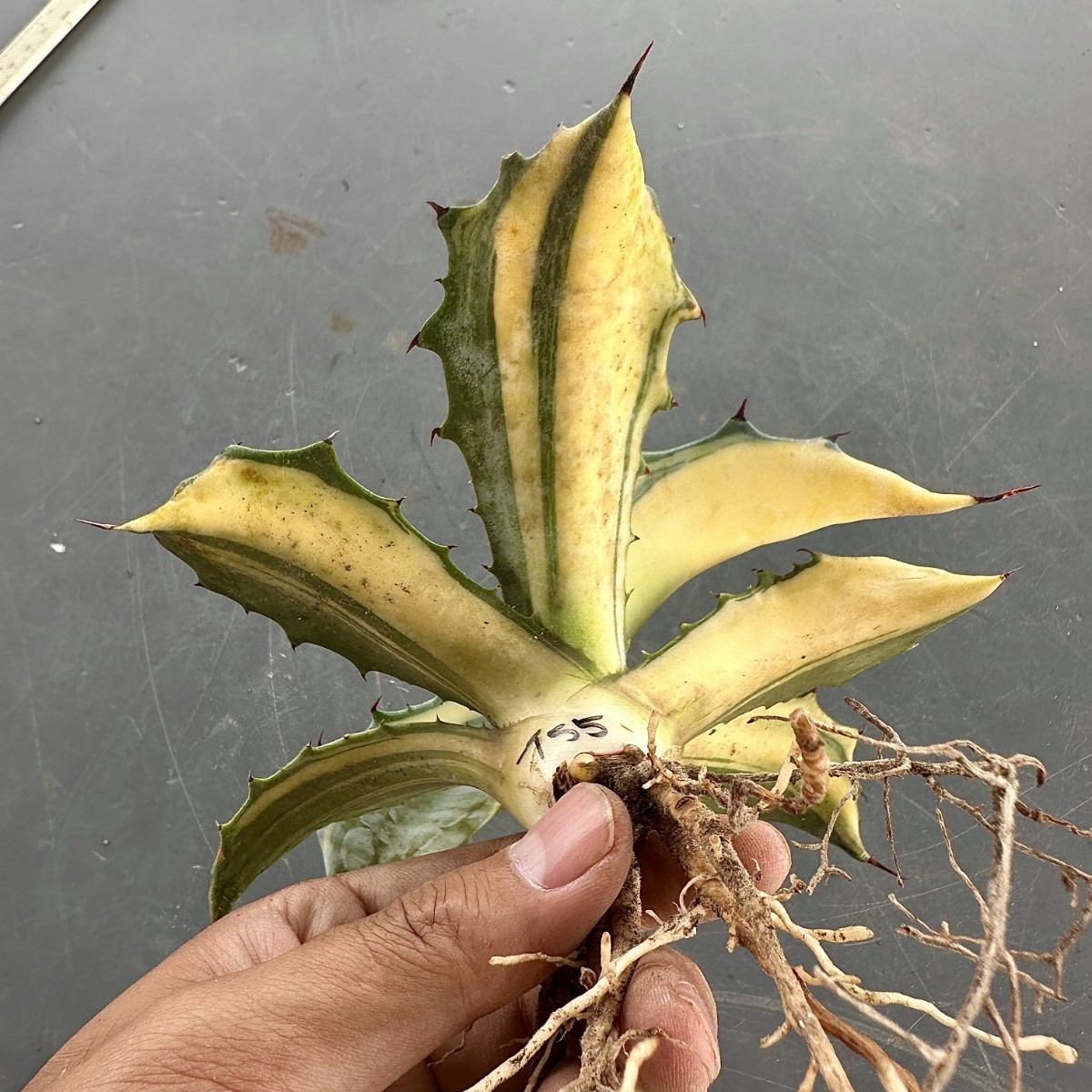 T55 激レア高級品種 多肉植物アガベ フェロックス錦 鮮明錦 極上縞斑