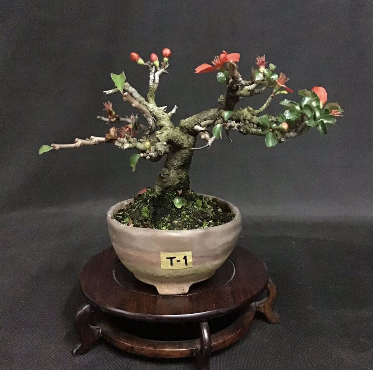 盆栽素材 長寿梅 大を販売｜盆栽妙 – 盆栽妙 本店 盆栽 長寿梅(G-4)