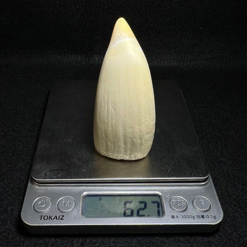 穴無し!【マッコウクジラの歯 62.7g】抹香 鯨 クジラ 歯 牙 穴無し!【マッコウクジラの歯 62.7g】抹香 鯨 クジラ 歯 牙
