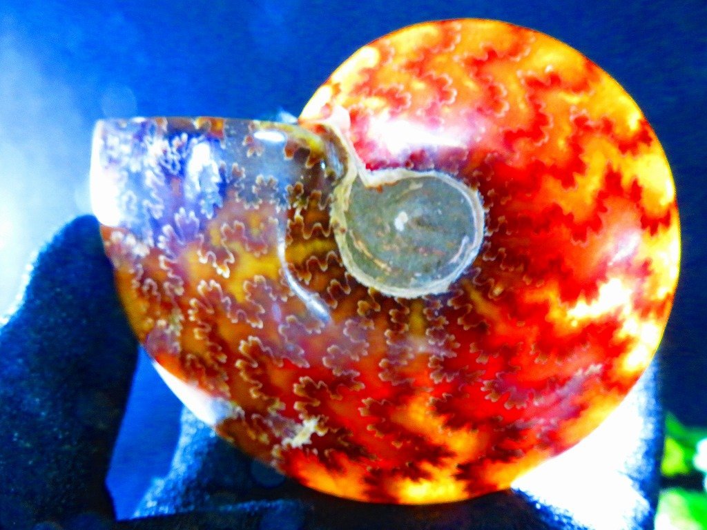 絶品数万個の中の一個★天然マダガスカル産 ★ 縫合線オパールアンモナイト 化石超巨大231ｇ★110ｍｍ★TK390