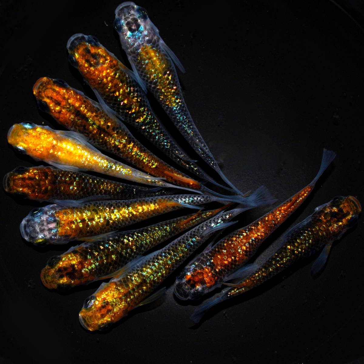 ◆天双メダカ◆　月の響 10匹　Y33_1